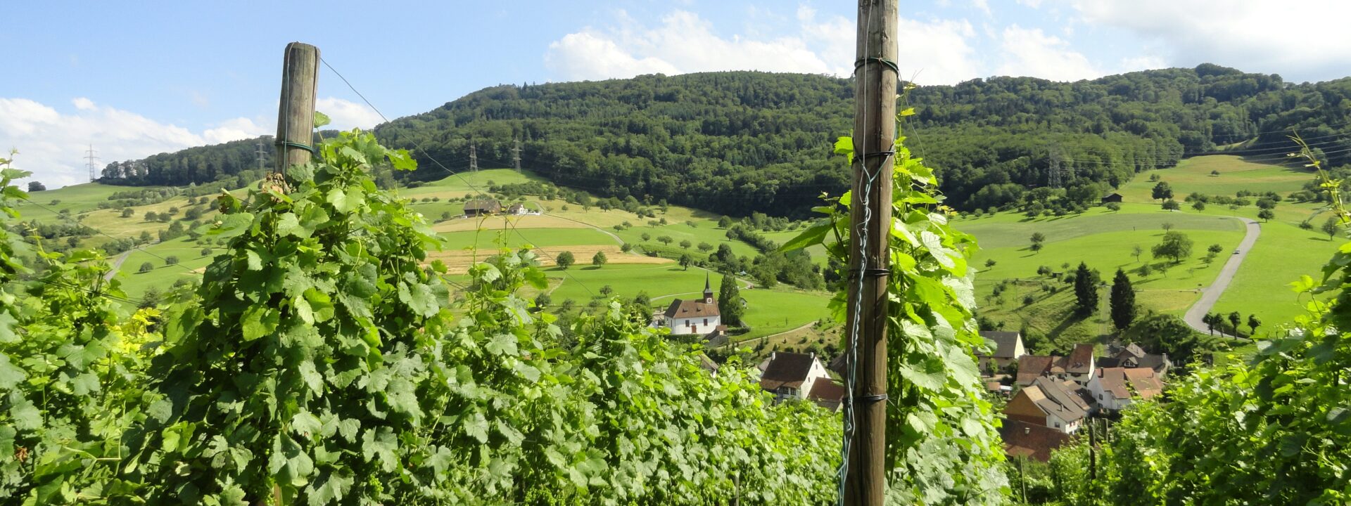 9. Weinregion Baselland