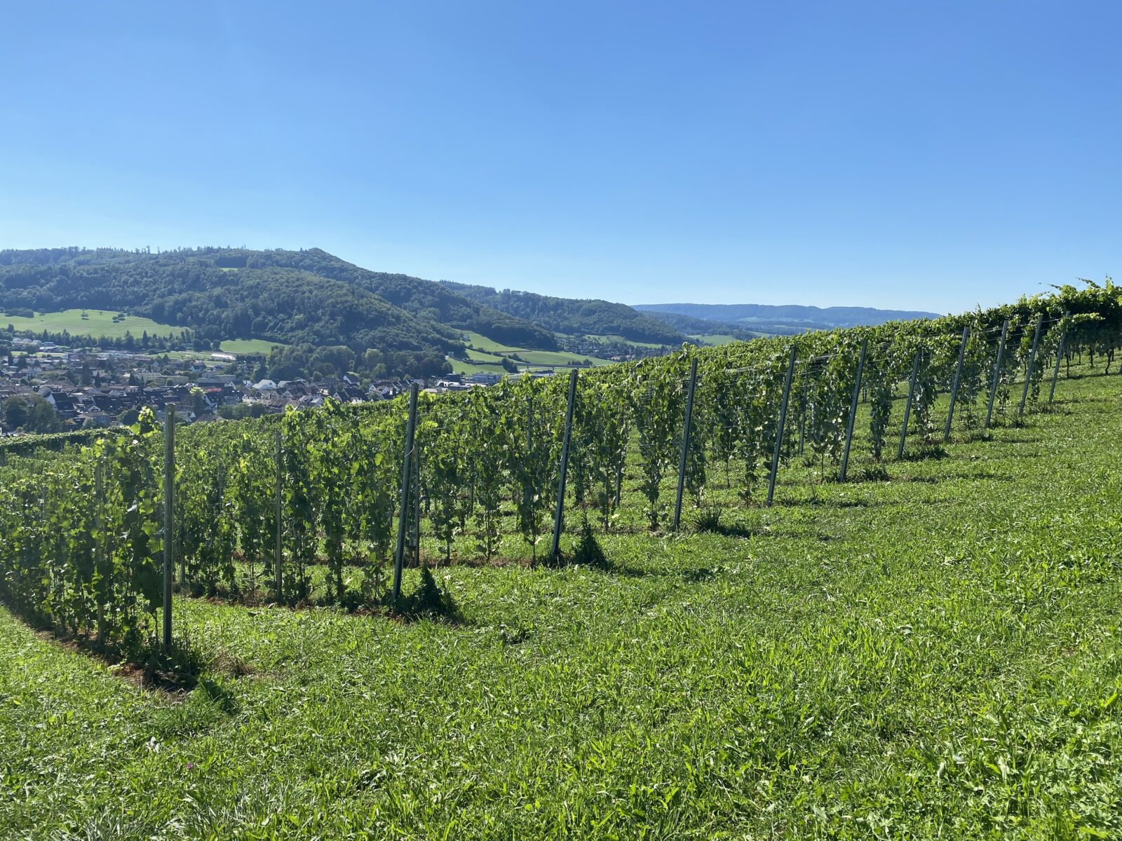 Weinbau Imhof Sissach 3