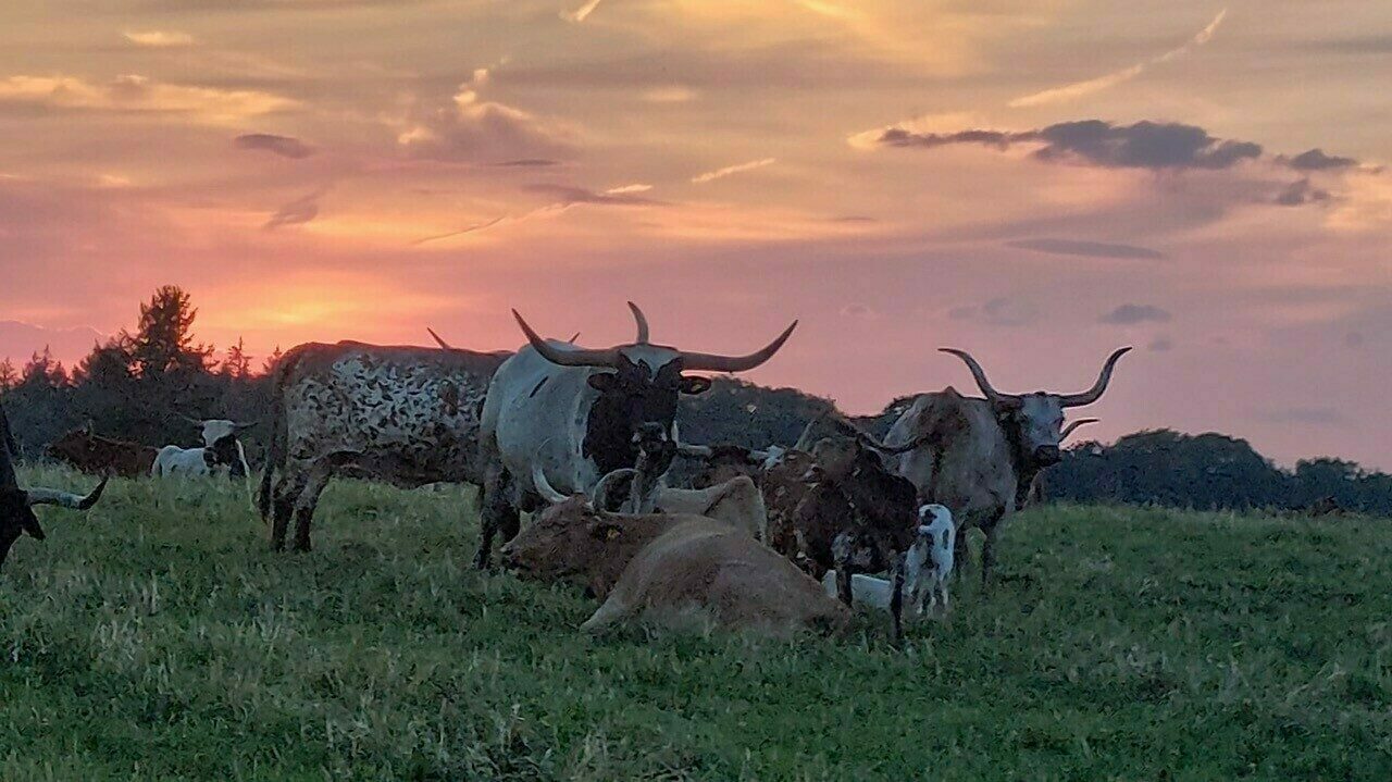 Texas Longhorn Ranch Tiere