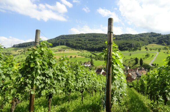 Weinregion Baselland