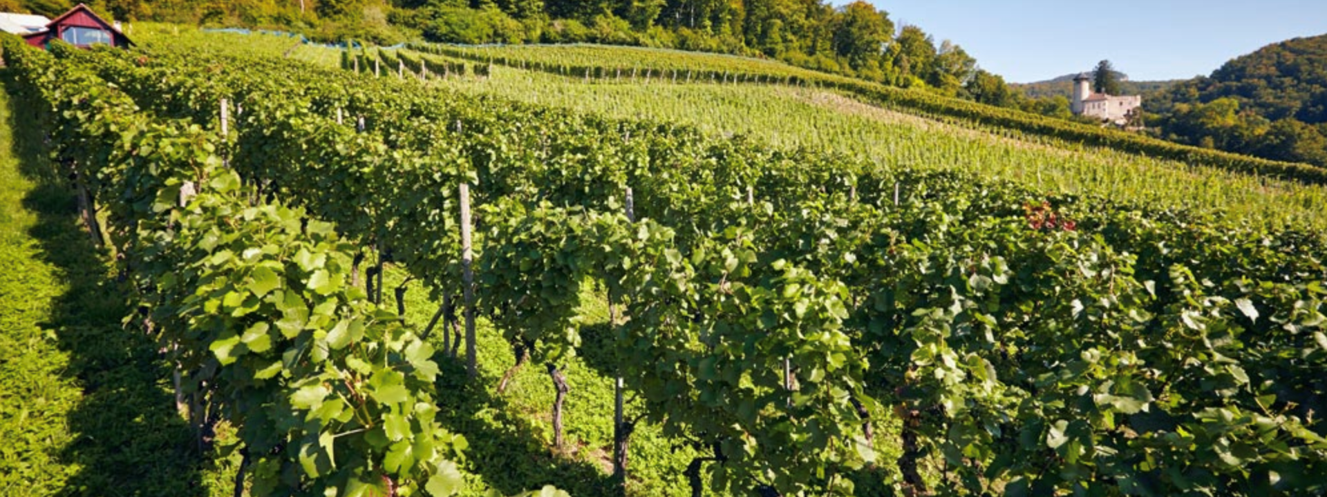 Weinbaugebiet Arlesheim