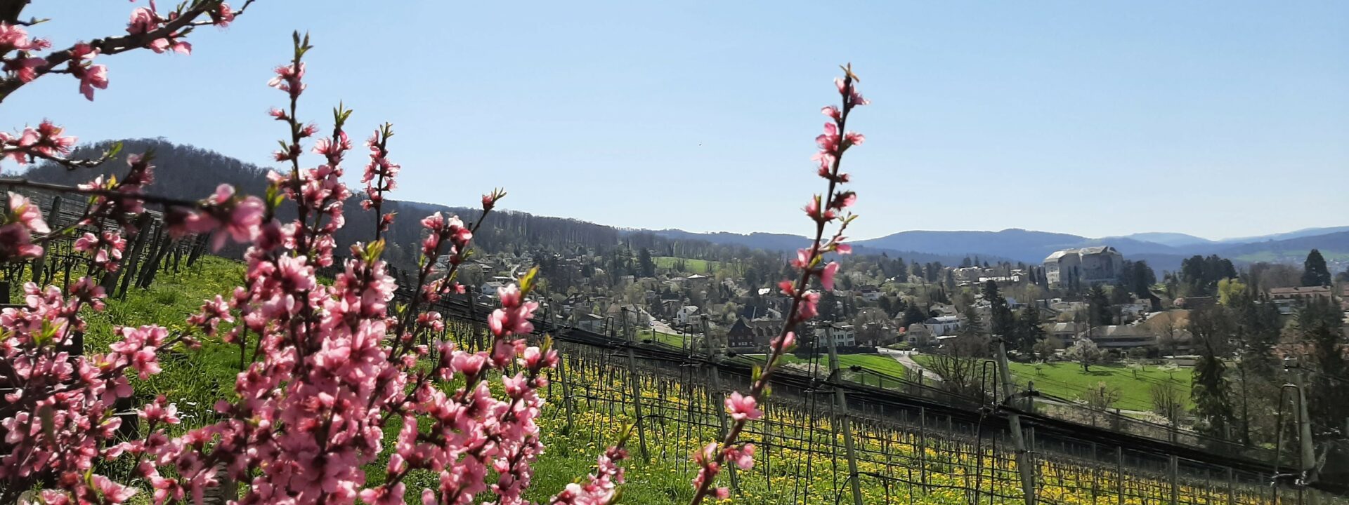 Weinbaugebiet Arlesheim