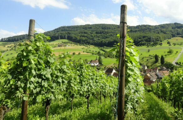 Weinbaugebiet Wintersingen