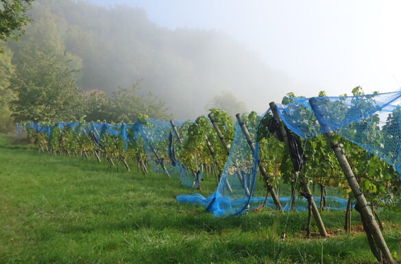Weinbaugebiet Ettingen