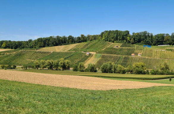 Weinbaugebiet Klus Aesch