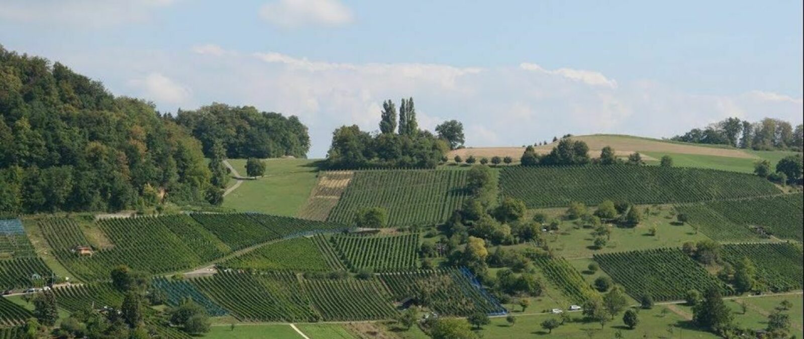 Rebberg Weinbauverein Muttenz