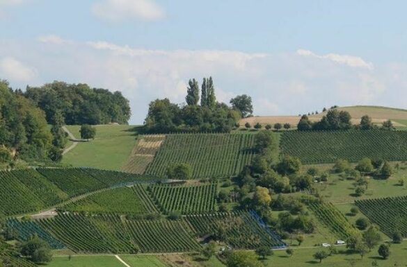 Weinbaugebiet Muttenz
