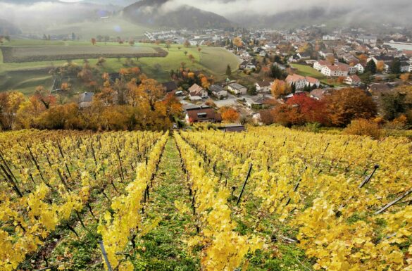 Weinbaugebiet Oberdorf