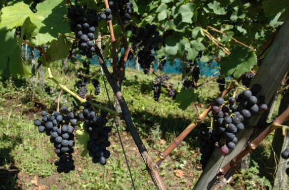 Weinbaugebiet Pratteln